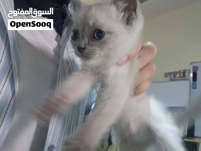 قطط شيرازي سيامي نظاف متعودين على لتر بوكس ب 75د.ل