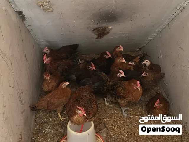 دياي صغير بصحة ممتازة وسعر مناسب عمر تقريباً شهرين ونص للبيع في مدينة العين
