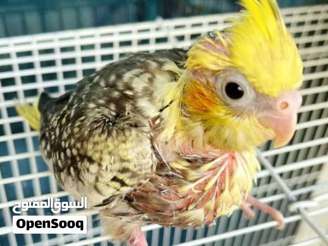 فرخ كوكتيل ايزابيل (اقرا الوصف)