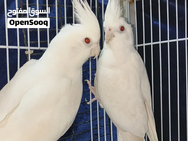 زوج كروان البينو منتج