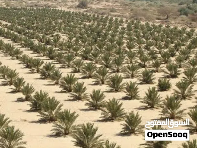 ابحث عن مستثمر لاقامة مشروع زراعة النخيل واستزراع سمكي نوع بلطى وروبيان