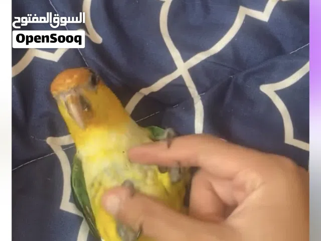 كايكي وايت بلي