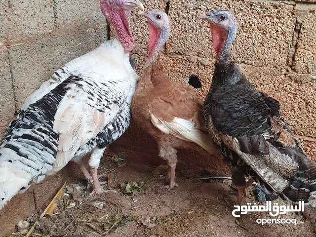 ديك رومي ...