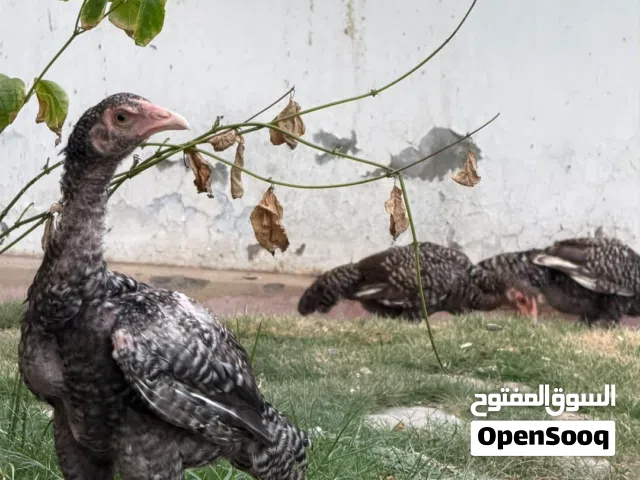 دجاج باكستاني للبيع