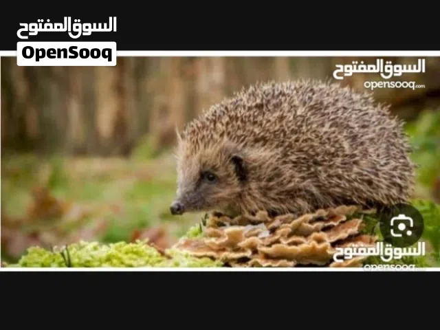 قنفذ اليف ما يئذي