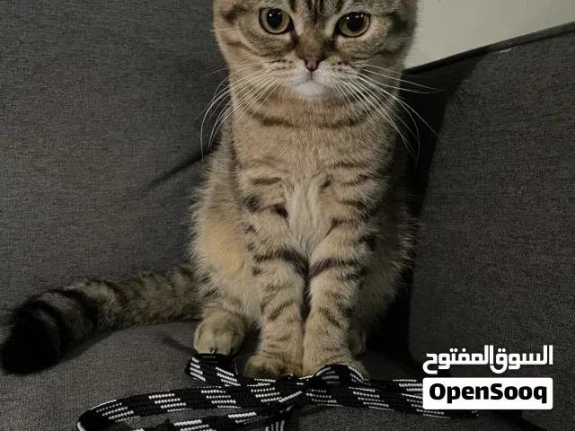 قط سكوتش فولد