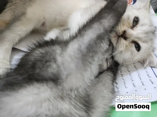 3 سكوتش فولد بعمر شهرين ونص مع البيت الخاص