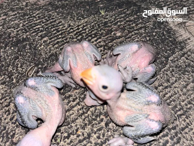 ببغا دره فراخ انتاج عندي شغل زق سعر الفرخ 30
