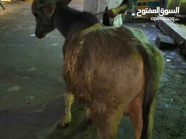 عجل فحل جاموس 32500