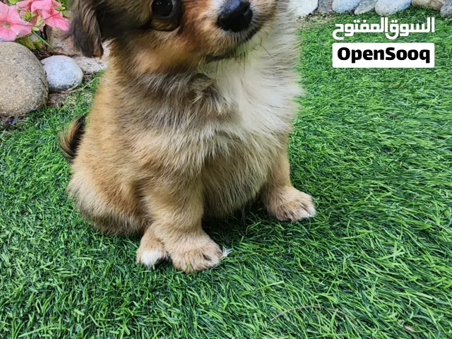 pomeranian Chihuahua  30 days old