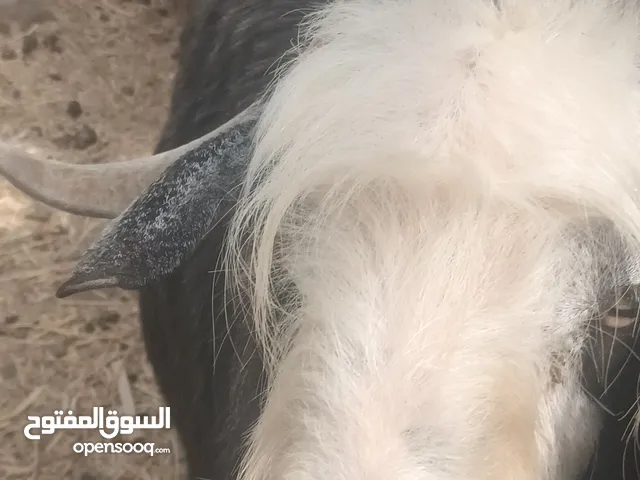 تيس للبيع من حلال بنسعيد
