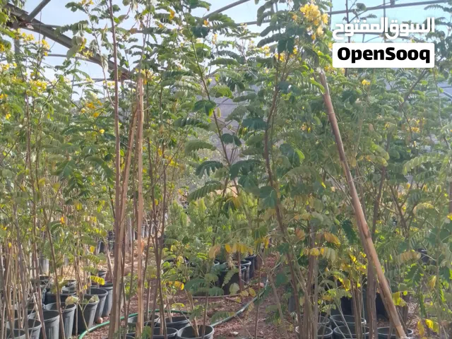 مشاتل القدس الزراعيه لتصميم وتنسيق الحدائق مختصين لتقليم المزارع والحدائق وسماد االاشجار