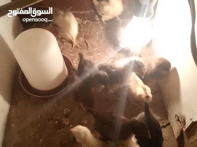 صيصان بلدي