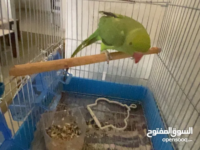 ببغاء دراره