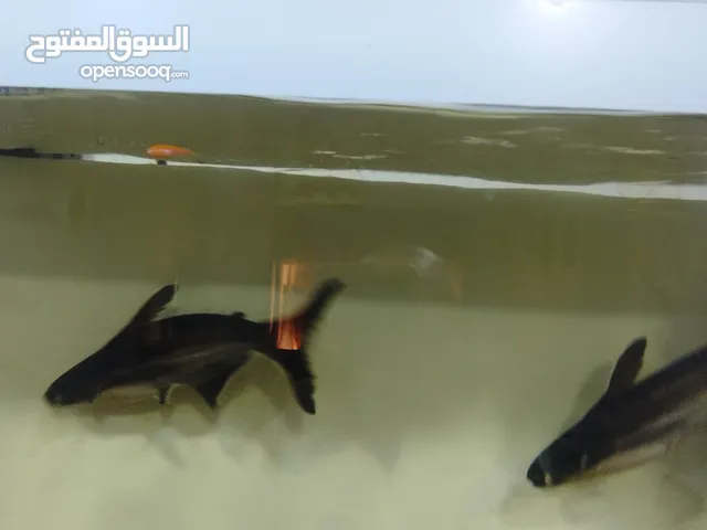 سمك قرش زينة