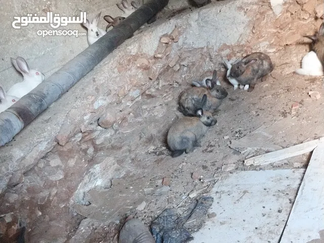ارانب بلدي وفرنسي