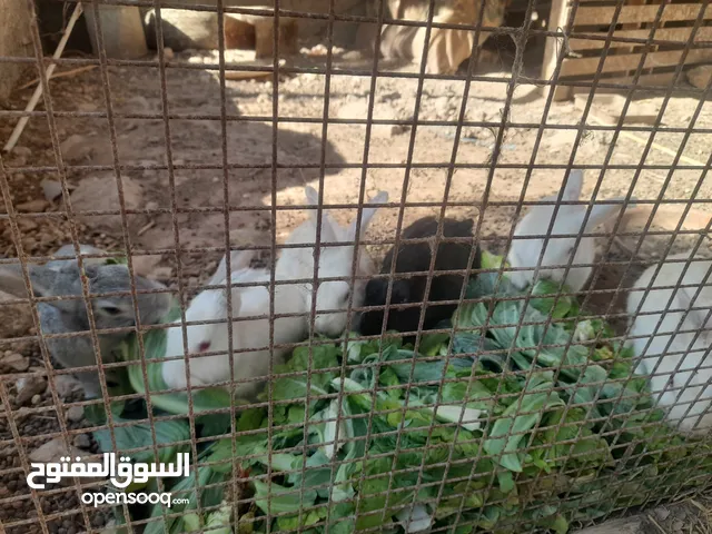 يوجد أرانب للبيع في راسون عجلون عدد 4