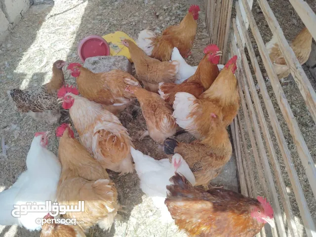 دجاج خوارج حجه فخره