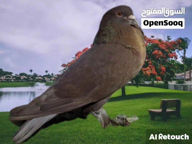 زوج حمام عراقي درجة أولى