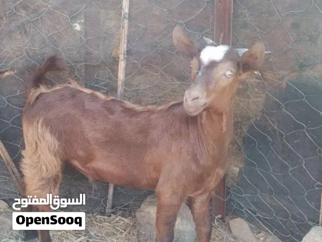 تيس عمان عمر ثمانيه شهور 100 ريال