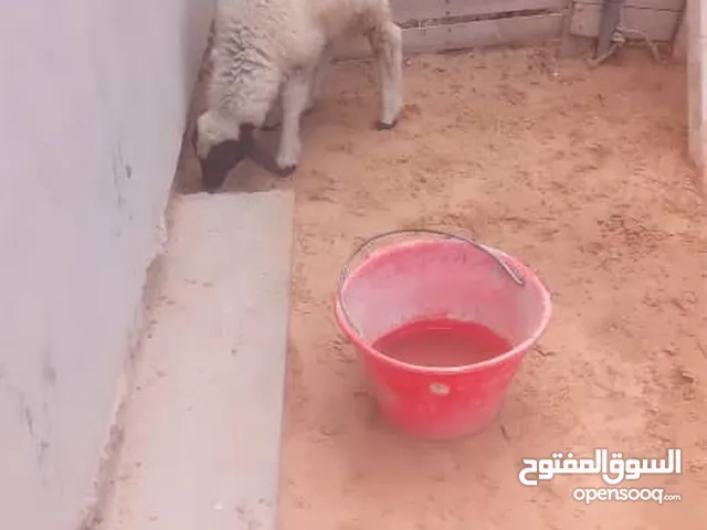 خروف ربي يبارك اموره طيبه