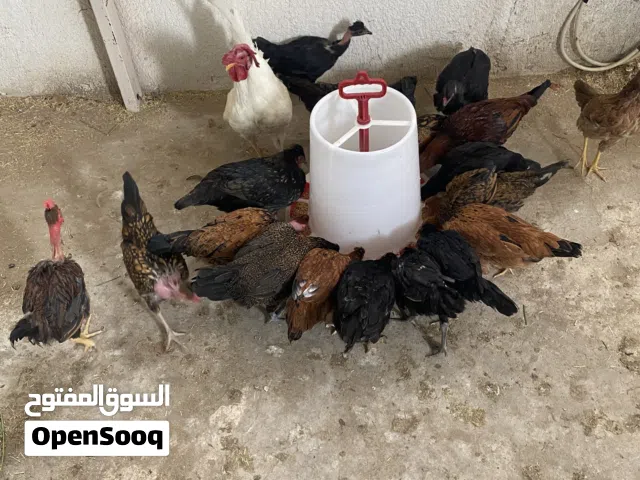 دجاج و افراخ متنوع للبيع كويتي و عربي