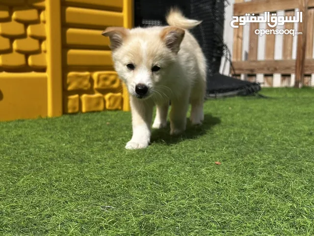 pomsky ( female) ( 2months old)