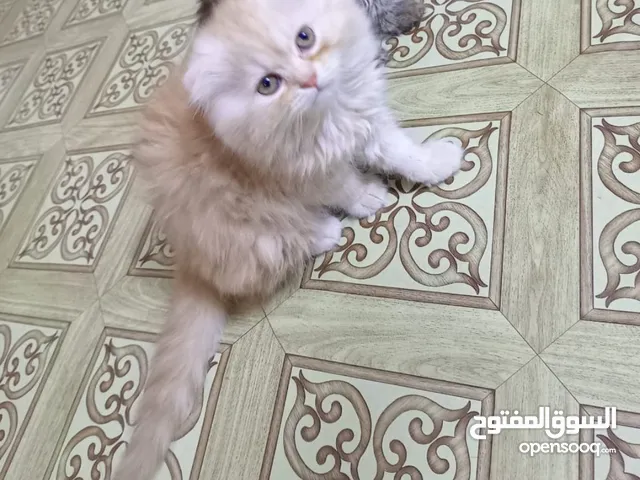قطة للبيع نوع سكوشي