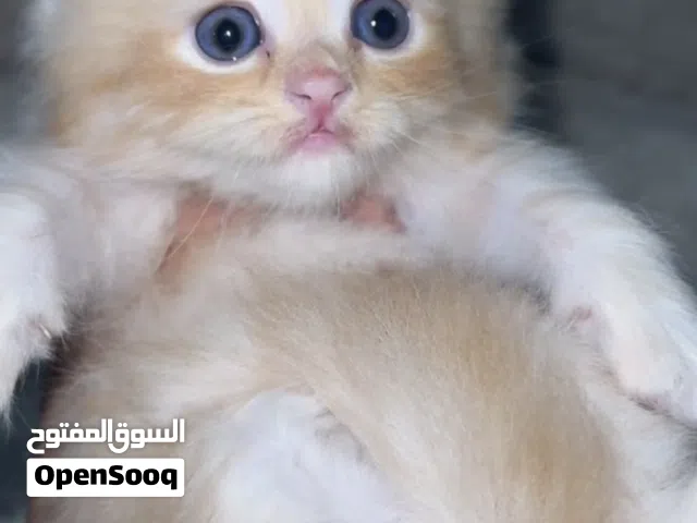 قط شيرازي ذكر بعمر شهرين
