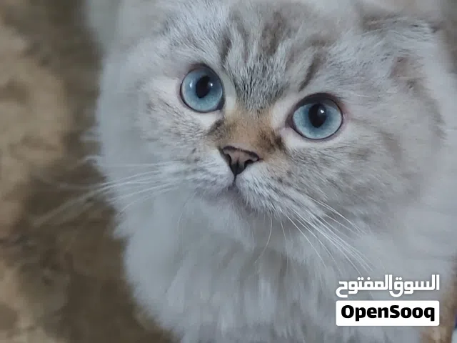 ايلا... قطوه هاديه ولعوبه كتير،وحنونه وخاليه من الامراض وبترد عاسمها..نوعها سكوتش فولد همالايا بيور