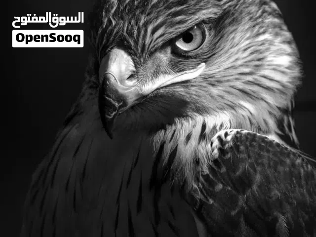 ديكور فاخر يبدأ بلوحة فنية
