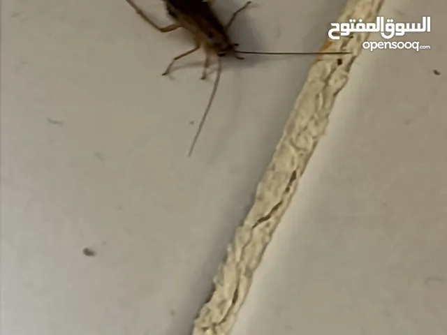 مكافحة الحشرات والقوارض أرخص الأسعار كفالة سنه خدمة 24 ساعة جميع مناطق الكويت