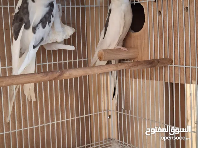 طيور كوكتيل للبيع