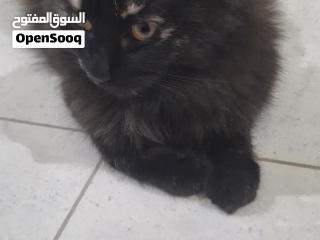 للتبني قطتين شيرازي