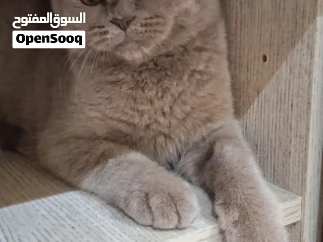 قط سكوتش فولد