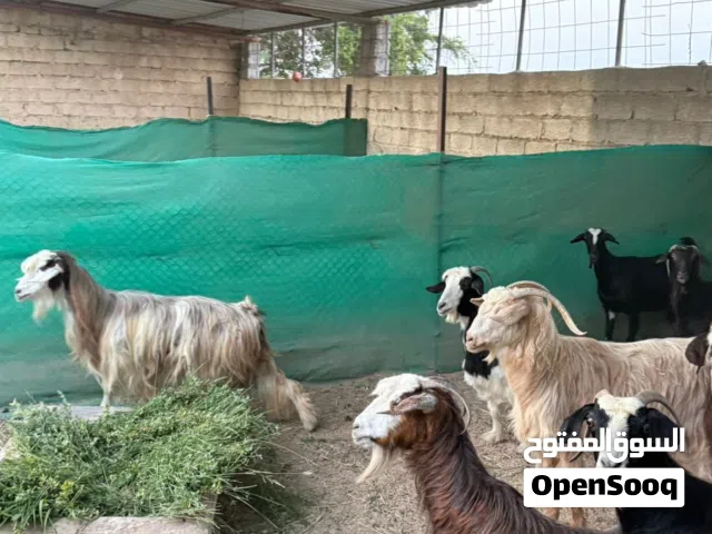 اغنام سمان فول يصلحن للذبح و التربيه  يوجد لدي خدمة توصيل و التوصيل الموقع بركاء خلف التنين