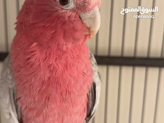 كوكاتو قالا