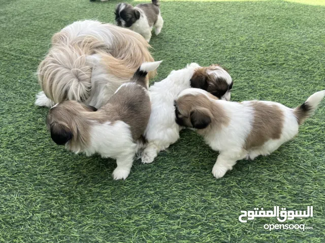 Shihtzu puppies
