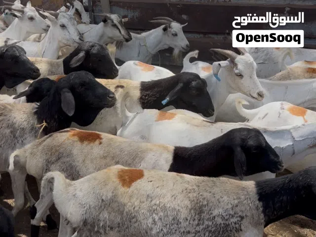 تيوس وخرفان صوماليه للبيع