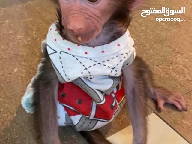 إلى عنده قرد انثى صغيره للبيع يكلمني
