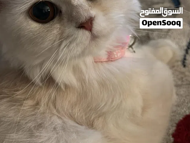 لتبني شيزاي