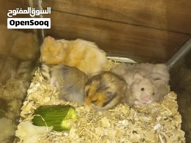 هامسترات للبيع ذكور وإناث