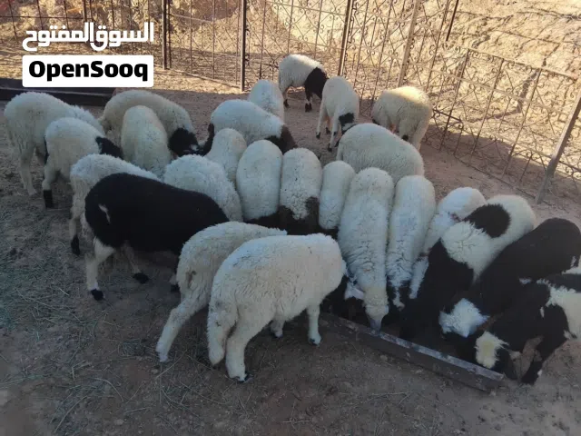 حوليات للبيع ب970