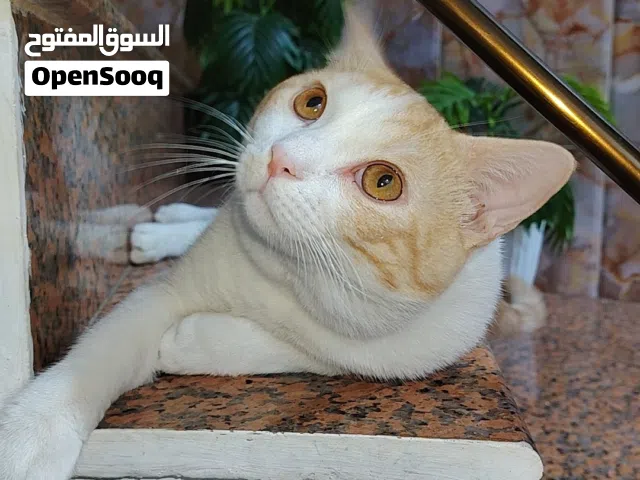 قط ذكر للتبني أقره ألوصف