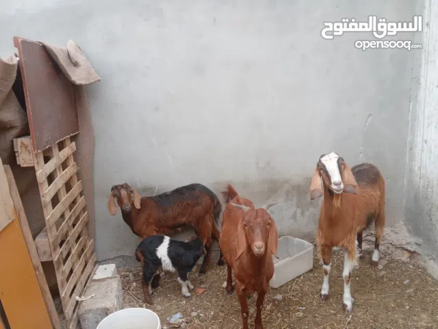 ماعيز للبيع