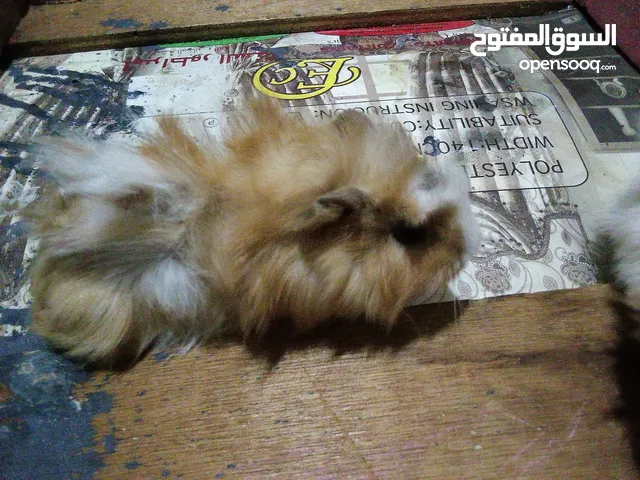 وبر خارجي اليف