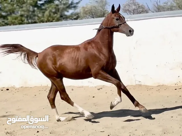 Registered purebred Arabian Horses for sale