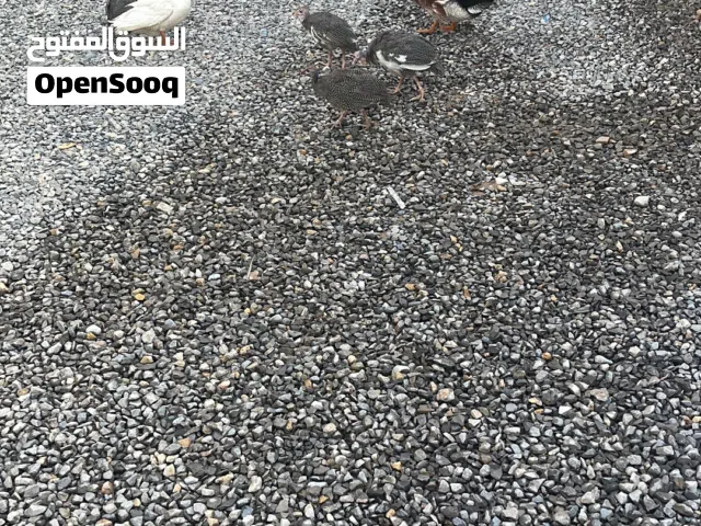 بطيتين وخيبر اربع حبات