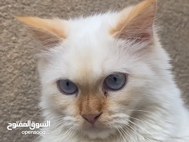 قطط هملايا للبيع