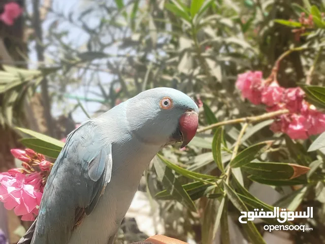 ببغاء دره هندي ازرق